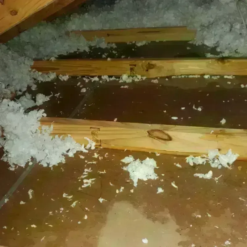 Attic Water Damage in Newton, AL