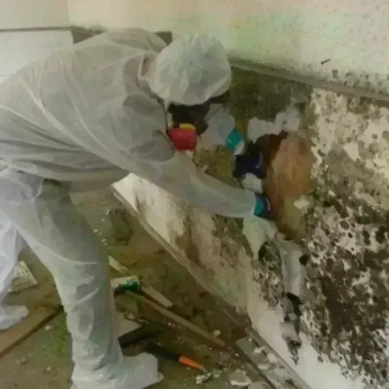 Mold Remediation and Removal in Newton, AL